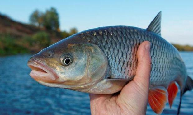 Держава компенсуватиме бізнесу гроші за зариблення