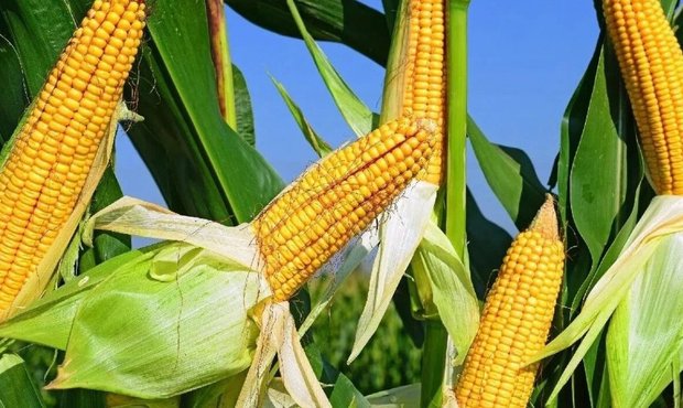 Українська кукурудза послабила позиції на ринку ЄС: яка причина