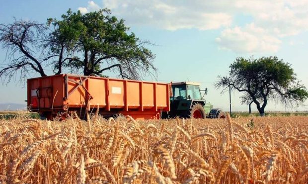 Україна у 2025 році відкрила нові ринки для експорту агропродукції