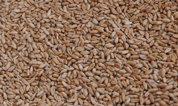 Окупанти планують вивозити українське зерно з Бердянського порту під керівництвом зрадника