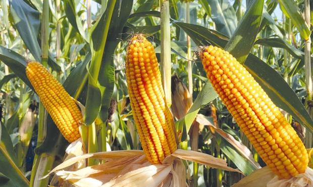 Експерти пояснили, що обмежує експорт української кукурудзи