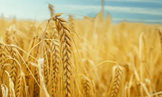 Єгипет став головним покупцем українського зерна