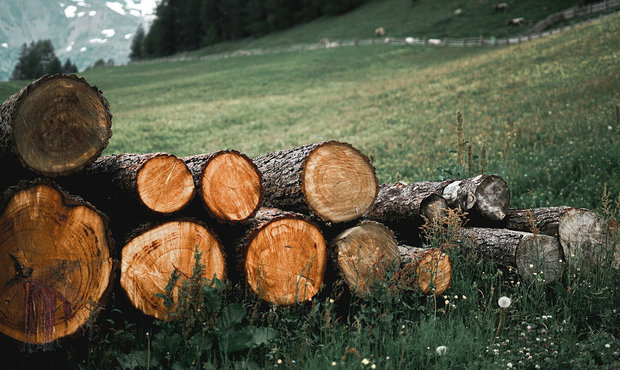 У Раді зробили прогноз щодо мораторію на експорт лісу