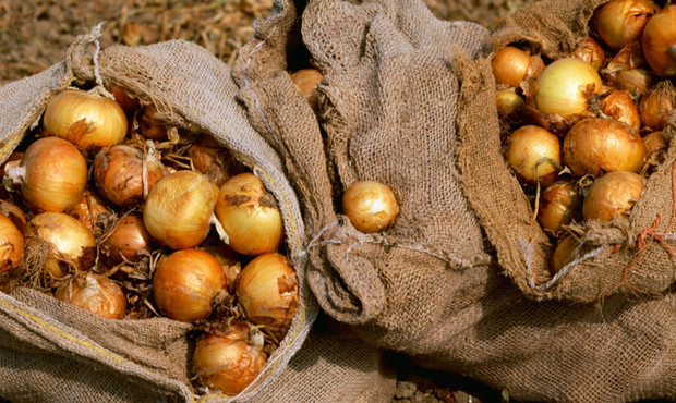 У Раді прогнозують активну розбудову овочесховищ вже наступного року