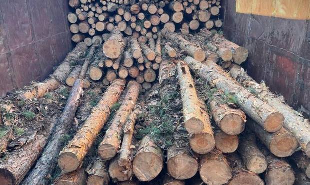 БЕБ розслідує схему незаконного експорту деревини до Румунії