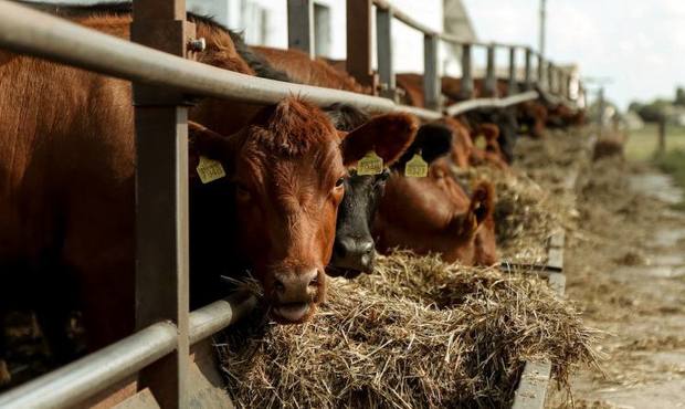 Держава компенсуватиме 50% вартості будівництва прифронтових ферм