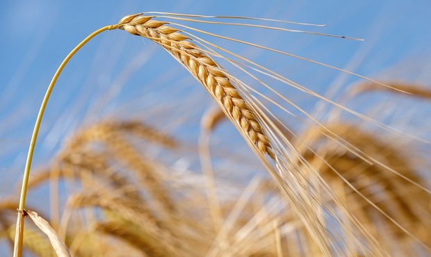 Україна значно збільшила експорт ячменю до Туреччини