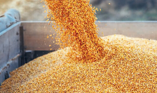 Україна перевищила торішні темпи експорту зерна