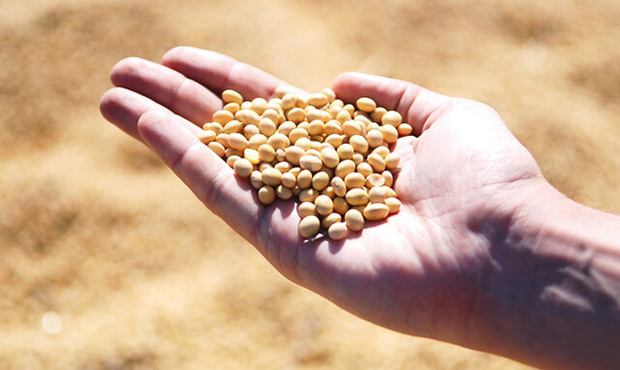 Одеський експортер сої повернув до бюджету майже 15 мільйонів