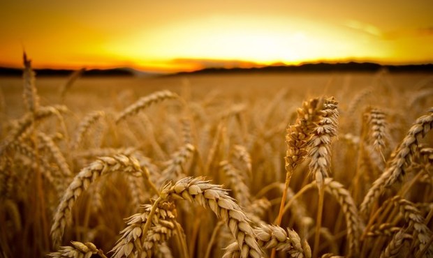 Деякі експортери пшениці не виконали контракти через російські удари по портах