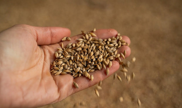 Українські фермери зможуть безкоштовно отримати модульні зерносховища