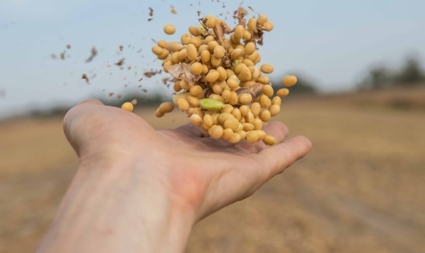 Експерти прогнозують значне скорочення експорту сої