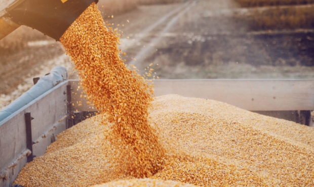 Експерти проаналізували вплив російських ударів на агроекспорт України