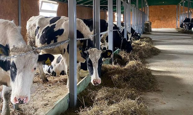 Компанія нардепа Лабазюка будуватиме тваринницьку ферму на Хмельниччині