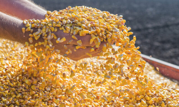 У 2025 році Туреччина стала найбільшим імпортером української кукурудзи