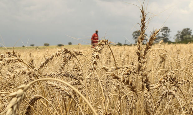 У розвідці сказали, скільки Росія вкрала зерна у України у 2025 році: кому його везуть