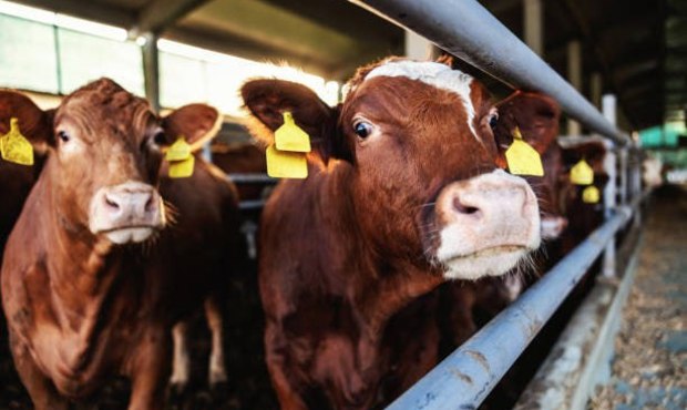 Україна відкрила три нові експортні ринки в Алжирі