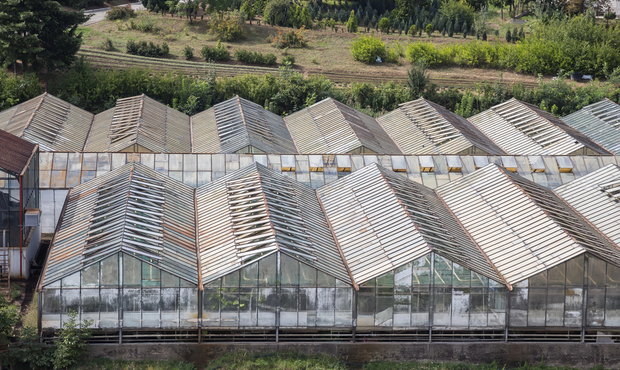 17 підозрюваних отримали держгранти на теплиці — і не посадили жодного куща