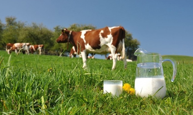 Держава продає борг великого виробника «молочки» перед банком-банкрутом