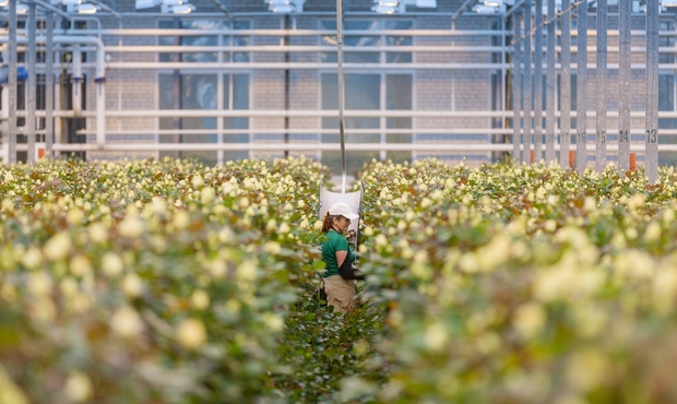 На продаж виставили багатомільйонний борг агропідприємства